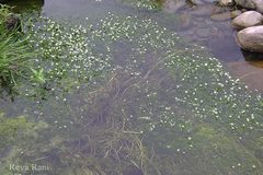 Ranunculus trichophyllus